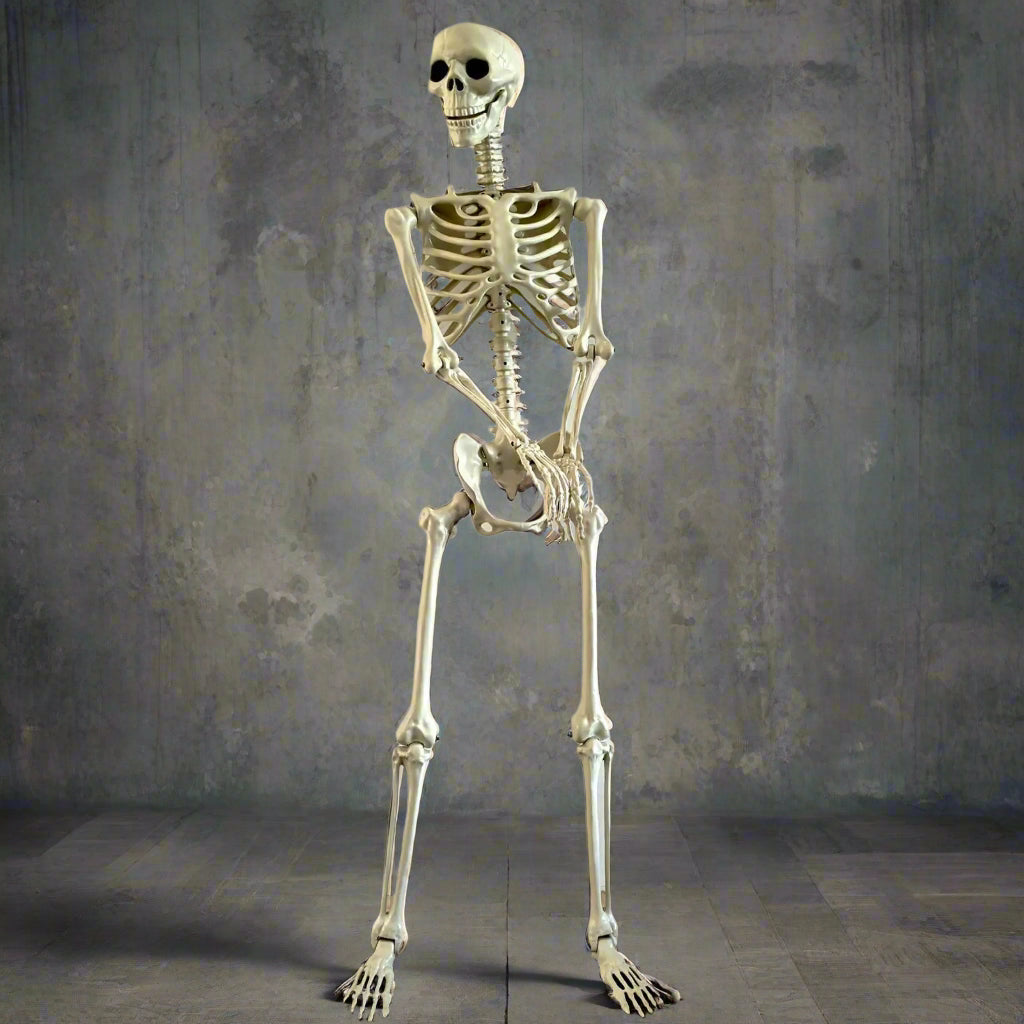 Full-length human skeleton model on a wooden floor with a plain white wall background.