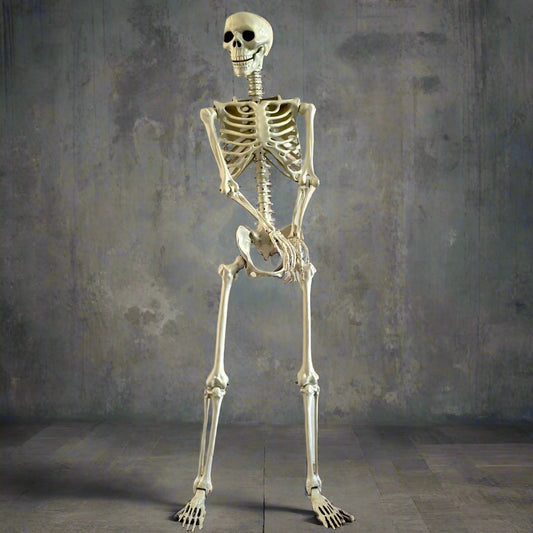 Full-length human skeleton model on a wooden floor with a plain white wall background.