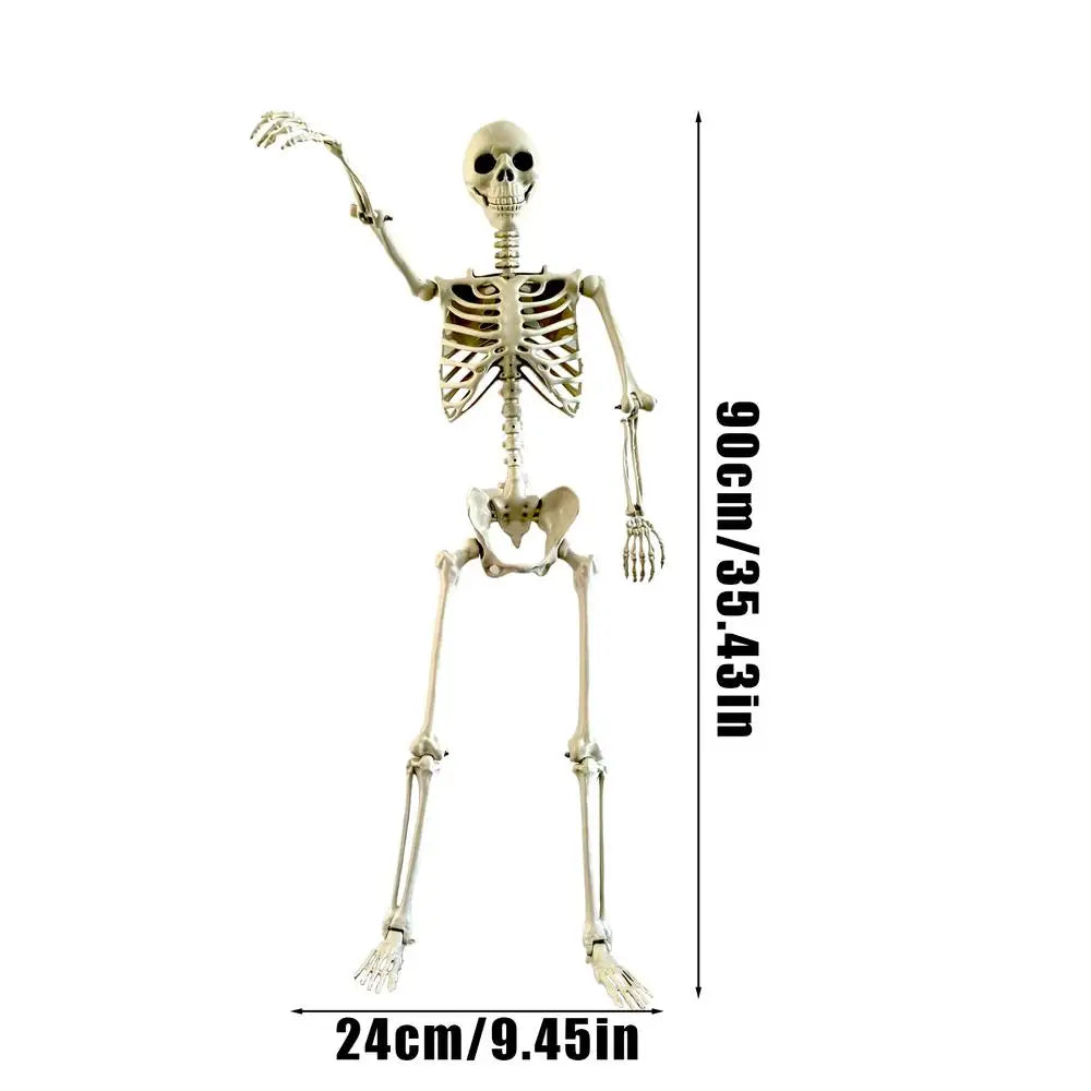 Skeletal model with dimensions indicated on a white background
